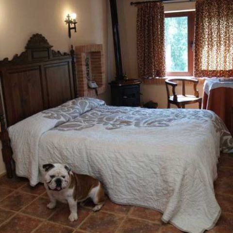 Hotel Albamanjon room with dog in Albacete